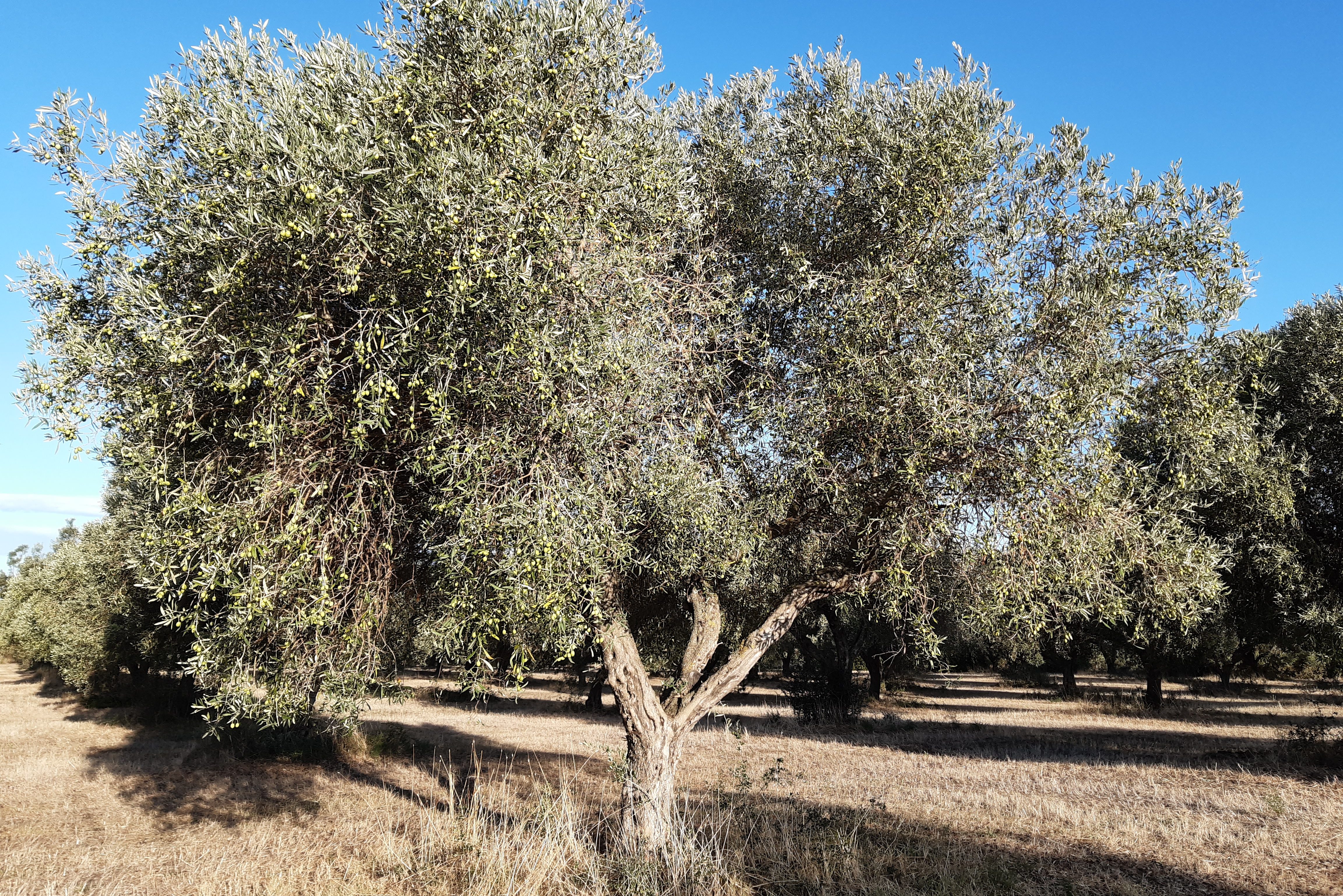 L’allevamento degli ulivi